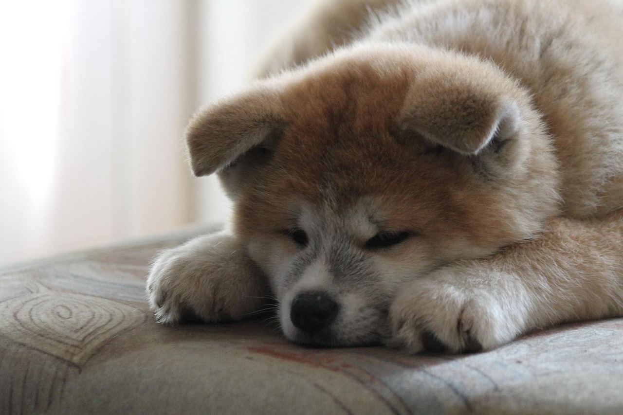 akita inu štěně
