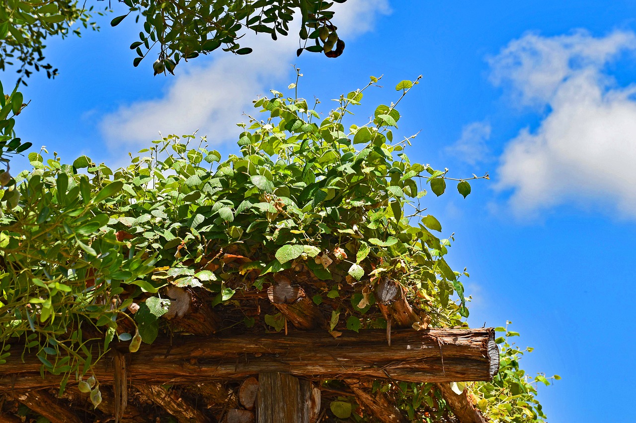 pergola6